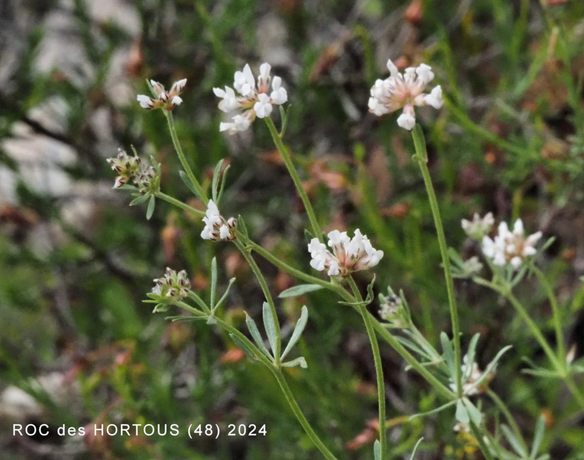 Socarillo flower